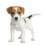 caine Jack Russell Terrier mic