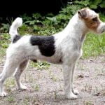 caine Jack Russell Terrier in padure