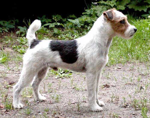 https://www.toateanimalele.ro/wp-content/uploads/2016/05/JackRussellTerrier6.jpg