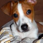 caine Jack Russell Terrier cuminte