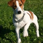 caine Jack Russell Terrier cu familia
