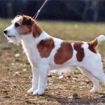 caine Jack Russell Terrier in lesa