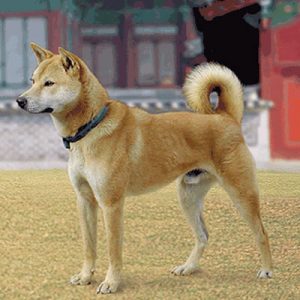 caine Jindo