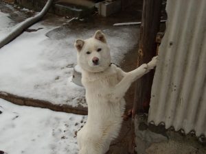 caine Jindo in doua labe