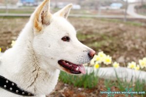 caine Jindo cap atent