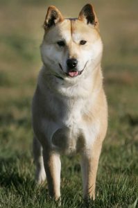 caine Jindo in parc