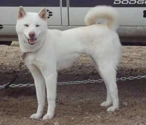 caine Jindo in lesa