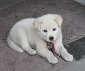 caine Jindo mic in curte