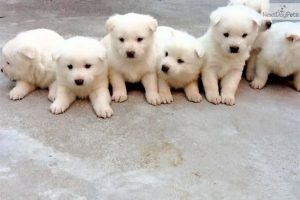 caine Jindo mic alb