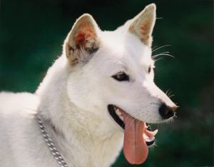 caine Jindo cu limba scoasa