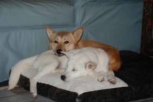 caine Jindo doarme