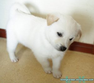 caine Jindo pui mic alb