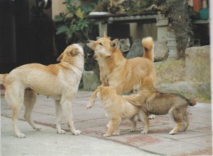 caine Jindo se joaca afara