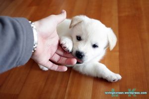 caine Jindo mic cu stapanul