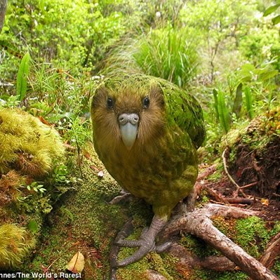 Papagalul Kakapo
