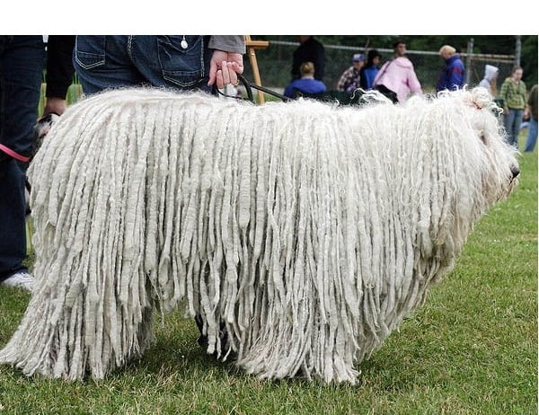 Komondor Toate Animalele