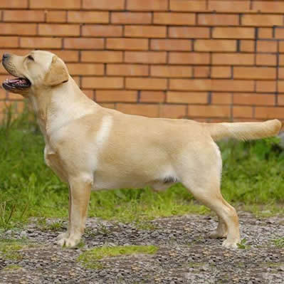 Labrador Toate Animalele