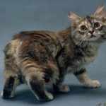 Manx pisica tigrata cu spatele