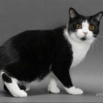 Manx pisica curioasa