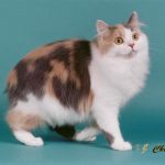 Manx pisica patata