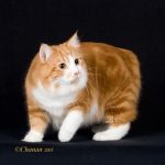 Manx pisica maro