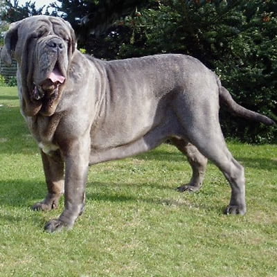 caine Mastiff Neapolitan