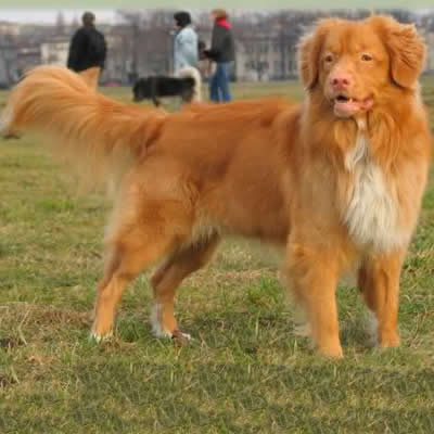 caine Nova Scotia Retriever