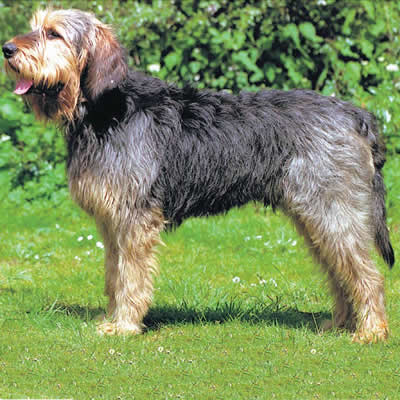 caine Otterhound