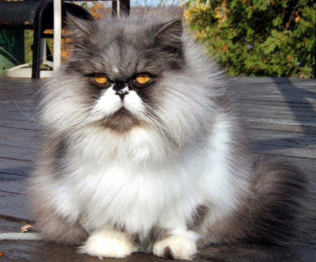 https://www.toateanimalele.ro/wp-content/uploads/2016/05/Persana8.jpg