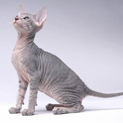 Pisica Peterbald