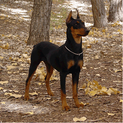caine Pinscher Pitic