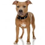 caine Pit Bull Terrier