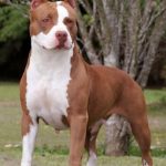 caine Pit Bull Terrier femela afara