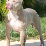 caine Pit Bull Terrier la soare