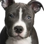 caine Pit Bull Terrier cap bot frumos