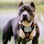 caine Pit Bull Terrier urechi taiate cu ham