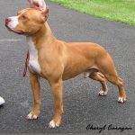 caine Pit Bull Terrier maro