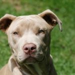 caine Pit Bull Terrier mic