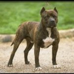 caine Pit Bull Terrier in lesa