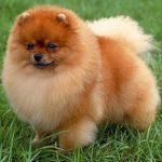 caine Pomeranian