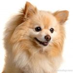 Pomeranian caine superb