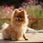 caine Pomeranian mic in gradina