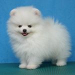 Pomeranian catel alb