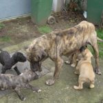Presa Canario femela cu pui