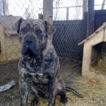 caine Presa Canario in cotet