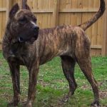 caine Presa Canario in curte