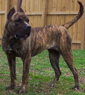 caine Presa Canario in curte