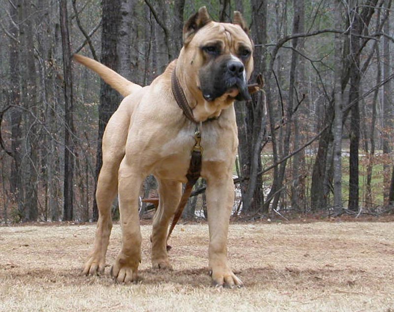 https://www.toateanimalele.ro/wp-content/uploads/2016/05/PresaCanario8.jpg