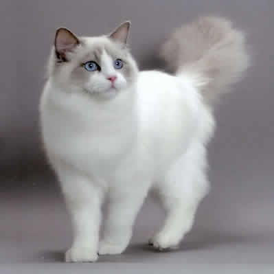 Pisica Ragdoll Toate Animalele