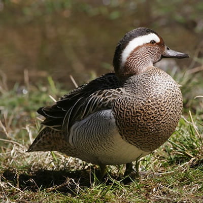 Rata Caraitoare